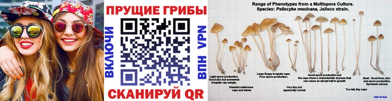 наркотики  Лениногорск  Псилоцибиновые грибы прущие грибы 